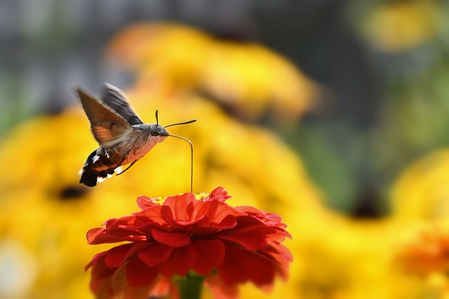 hummingbird-hawk-moth-7379059_640 A hummingbird moth feeds on a bright red flower, with blurred yellow flowers in the background.